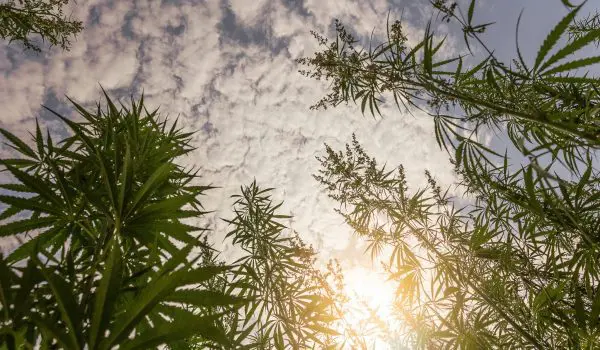 Marijuana Field During Sunset