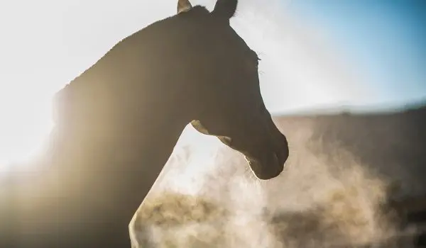 A horse's head is silhouetted against a bright sky, with breath condensation visible from its nostrils.