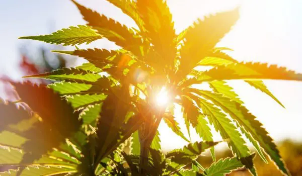 Hemp plant in the sunlight