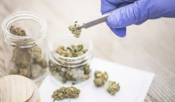 Medical Marijuana "RX" Prescription