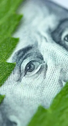 A close-up of a hundred-dollar bill with a portrait of Benjamin Franklin, partially covered by green leaves.