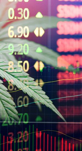 Business Marijuana Hemp Leaves Cannabis Stock Exchange Market